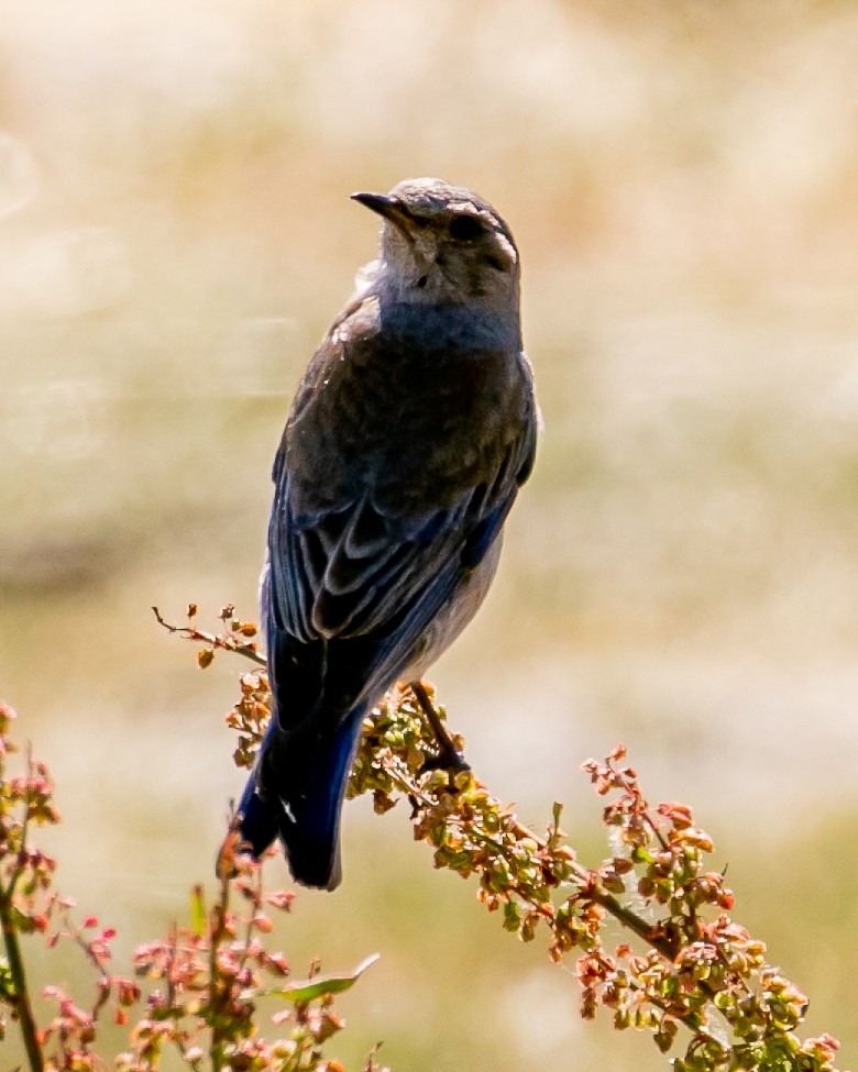 Western Bluebird - Chris Tosdevin