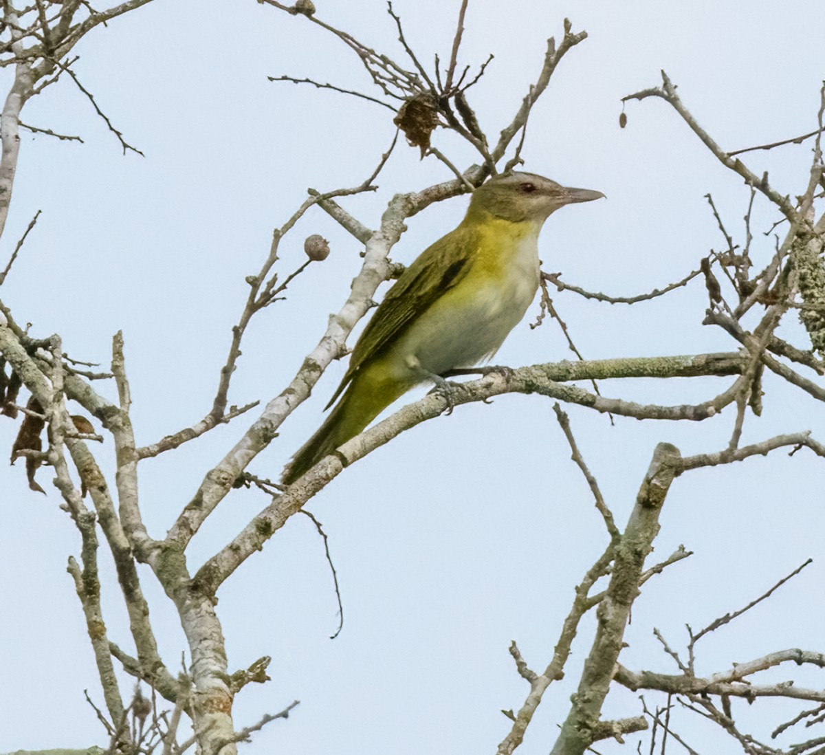 Yellow-green Vireo - Marianne Taylor