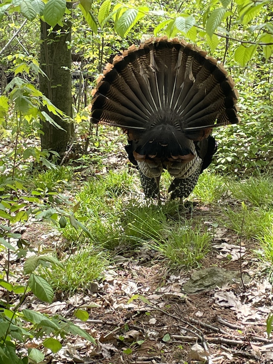 Wild Turkey - ML618844639