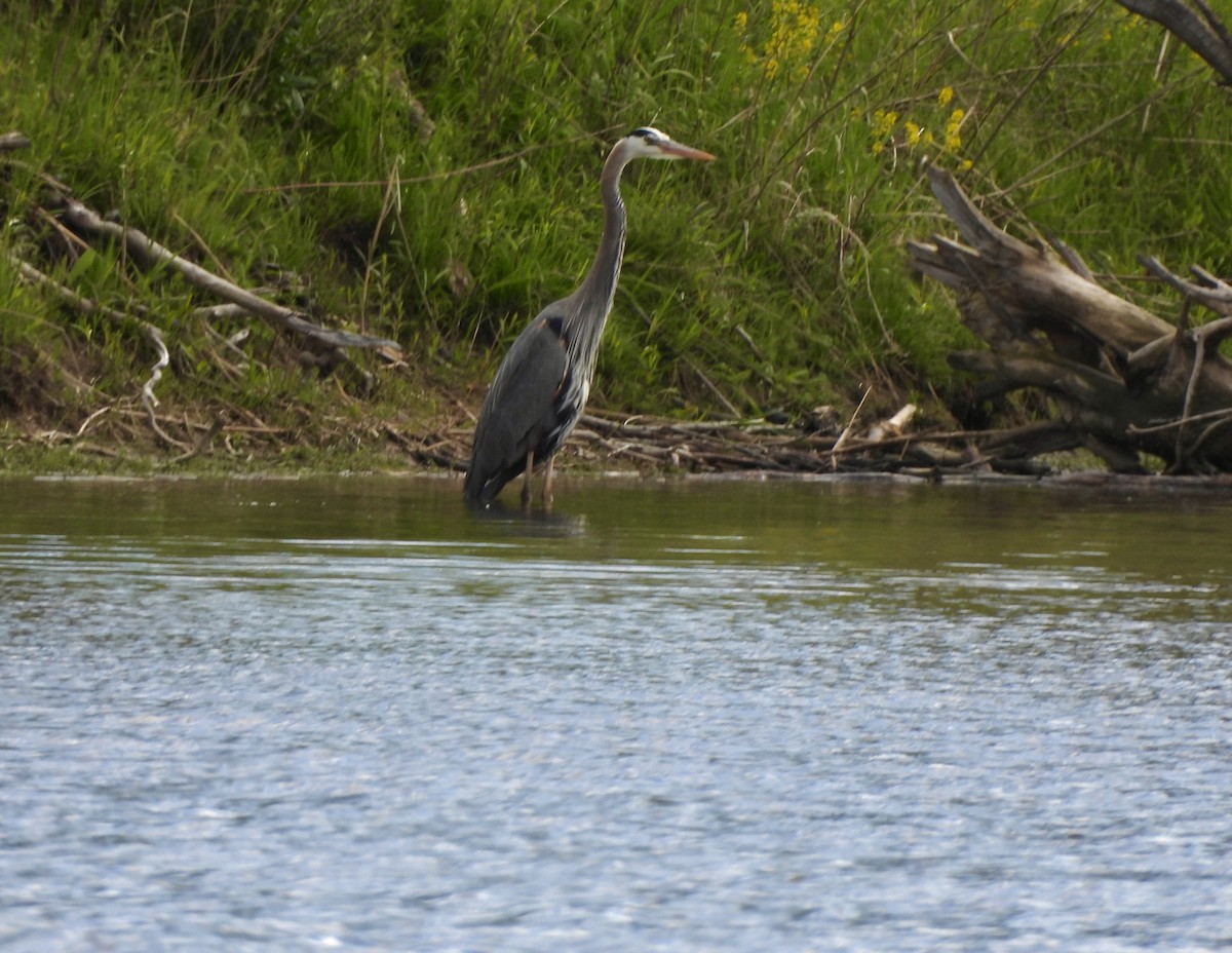 Great Blue Heron - William McClellan