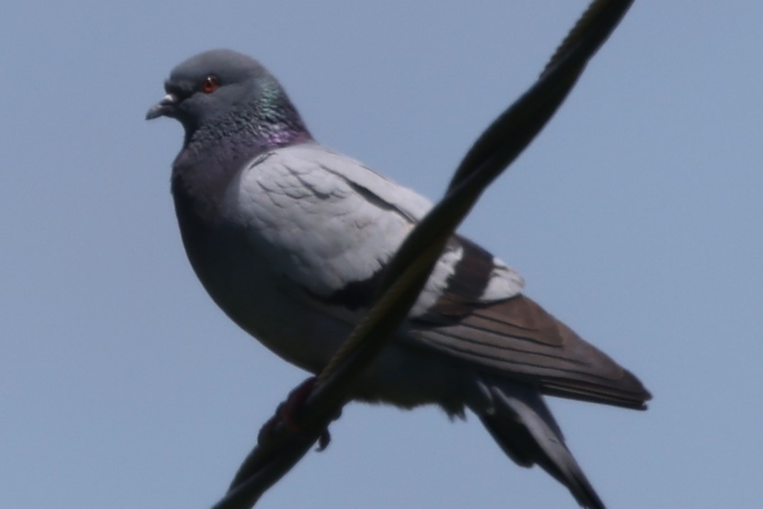 Rock Pigeon (Feral Pigeon) - Duane Yarbrough