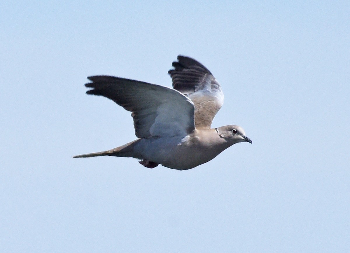 Usapal turkiarra - ML618844667