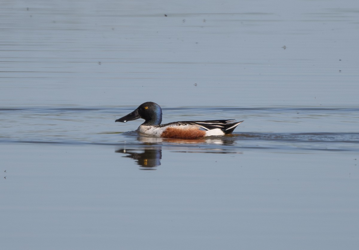 Northern Shoveler - Joshua Greenfield