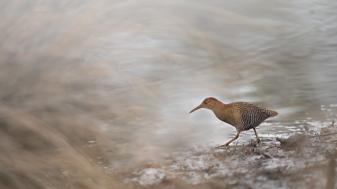 Lewin's Rail - Sören Salvatore