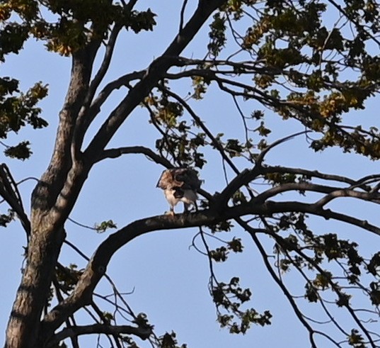 Ferruginous Hawk - Geoff Carpentier