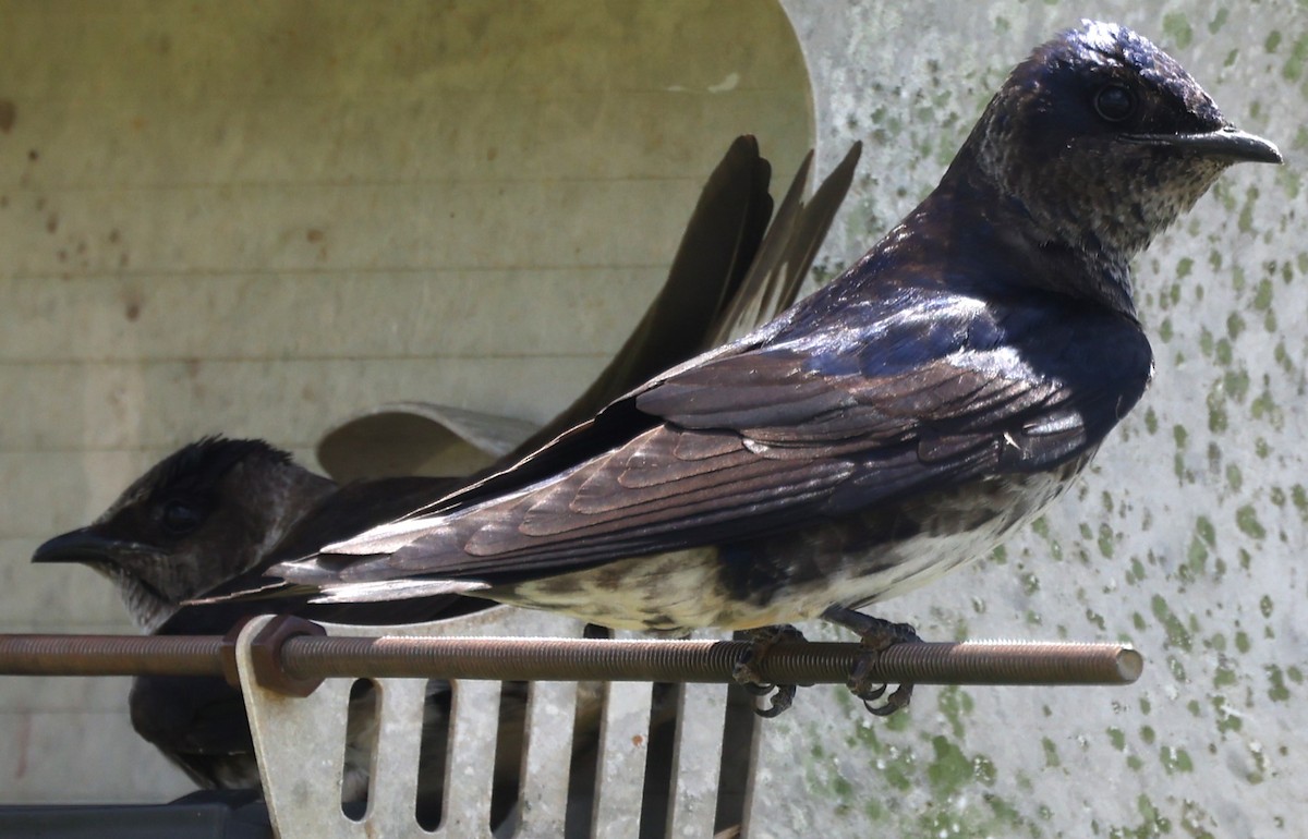 Purple Martin - Duane Yarbrough