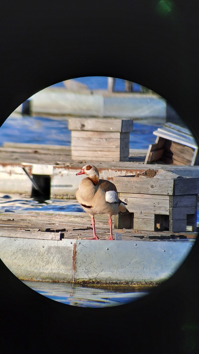 Egyptian Goose - ML618844694