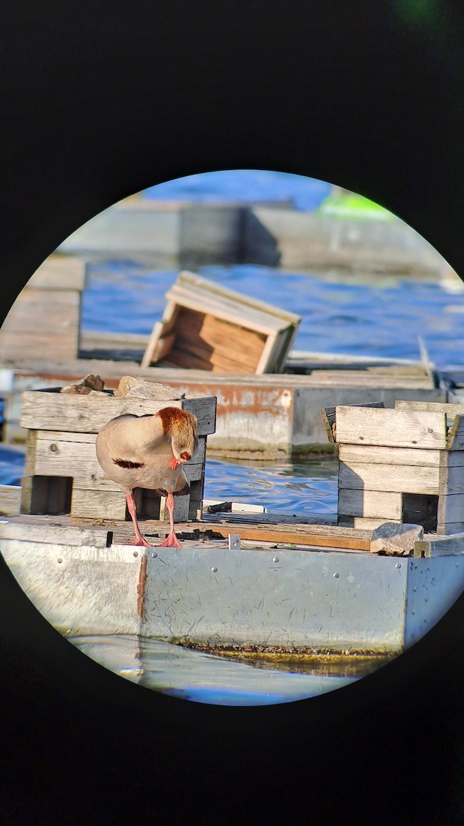 Egyptian Goose - Aleš Tichý