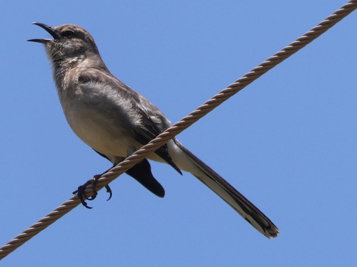 Northern Mockingbird - Duane Yarbrough