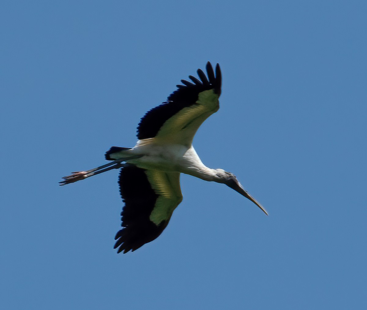 Wood Stork - Kenneth Eyster