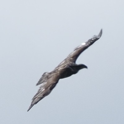 Turkey Vulture - Milton Paul