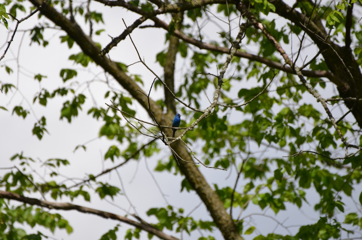 Indigo Bunting - Harrison Taylor