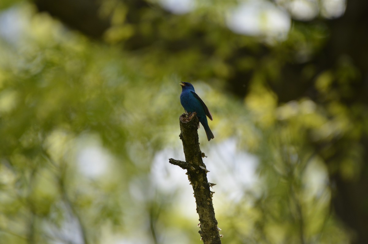 Indigo Bunting - Harrison Taylor