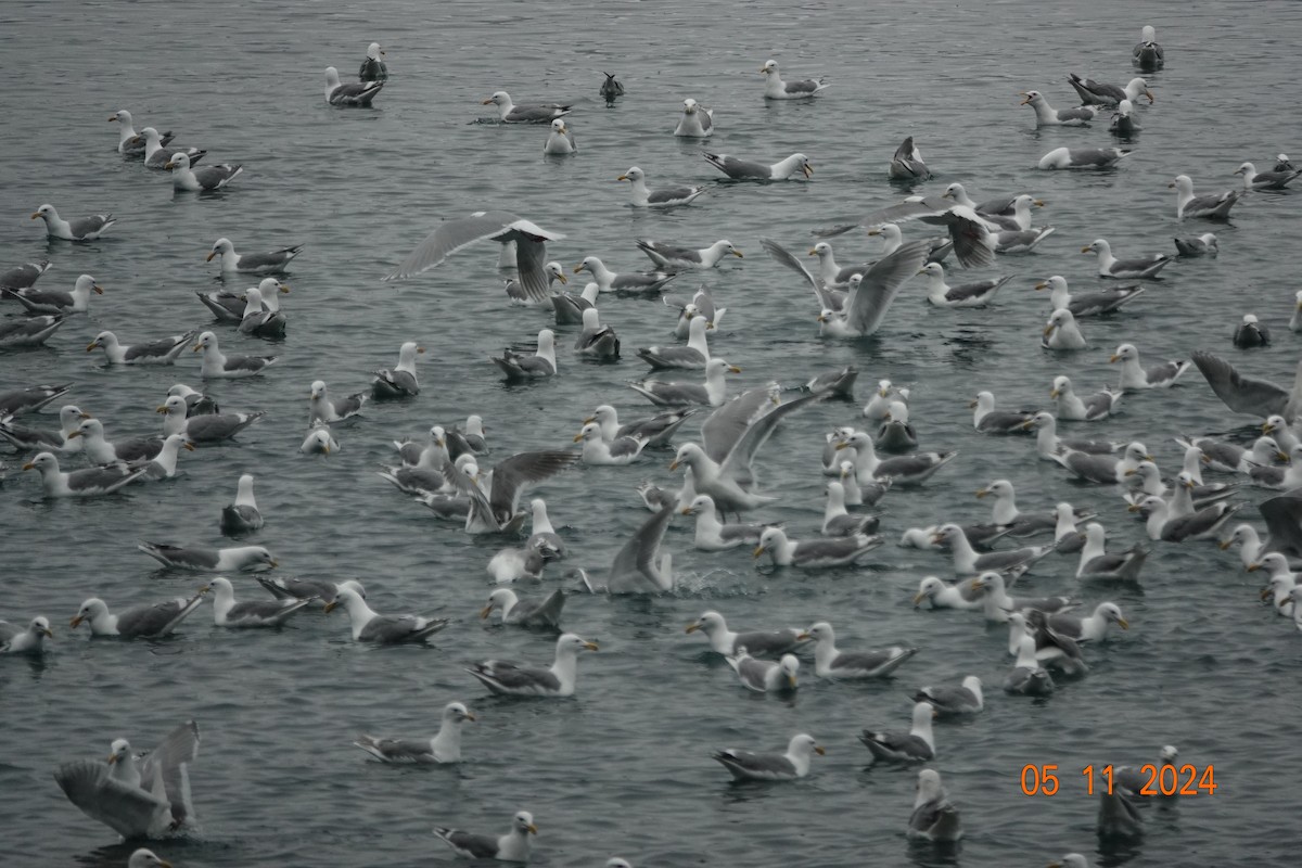 Glaucous-winged Gull - Robin Collman