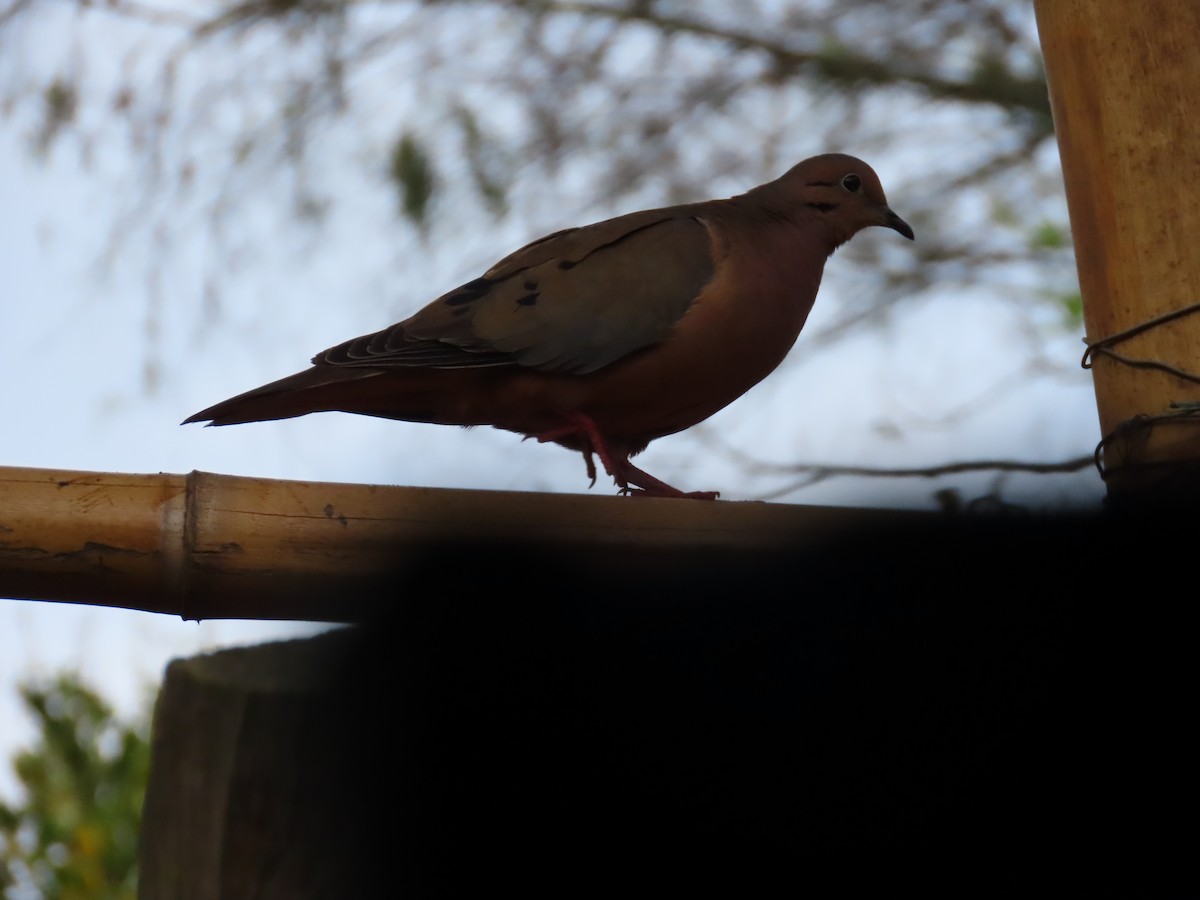 Eared Dove - ML618844759