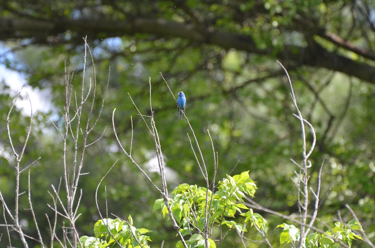 Indigo Bunting - Harrison Taylor