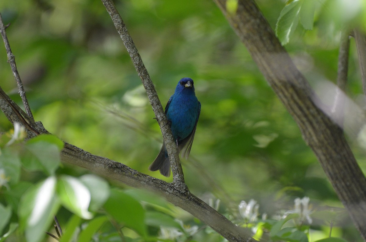 Indigo Bunting - Harrison Taylor