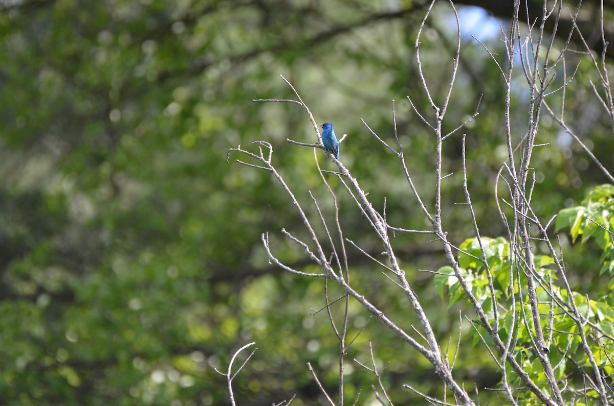 Indigo Bunting - Harrison Taylor