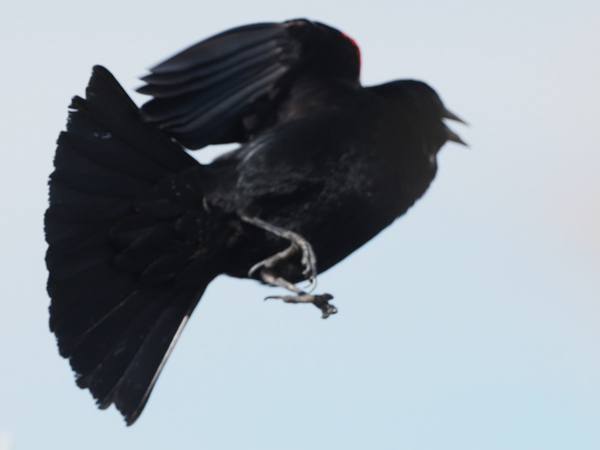 Red-winged Blackbird - ML618844763