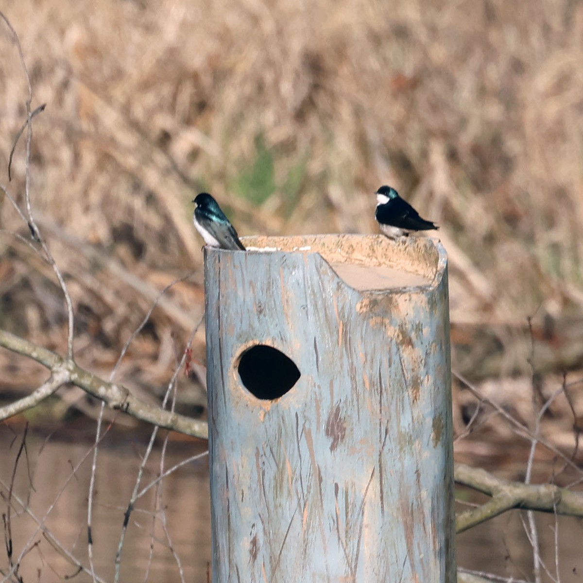 Tree Swallow - Michael Murray