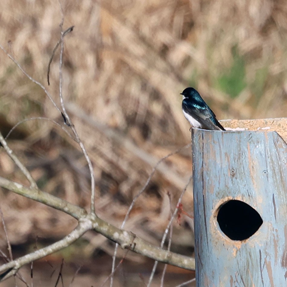 Tree Swallow - Michael Murray