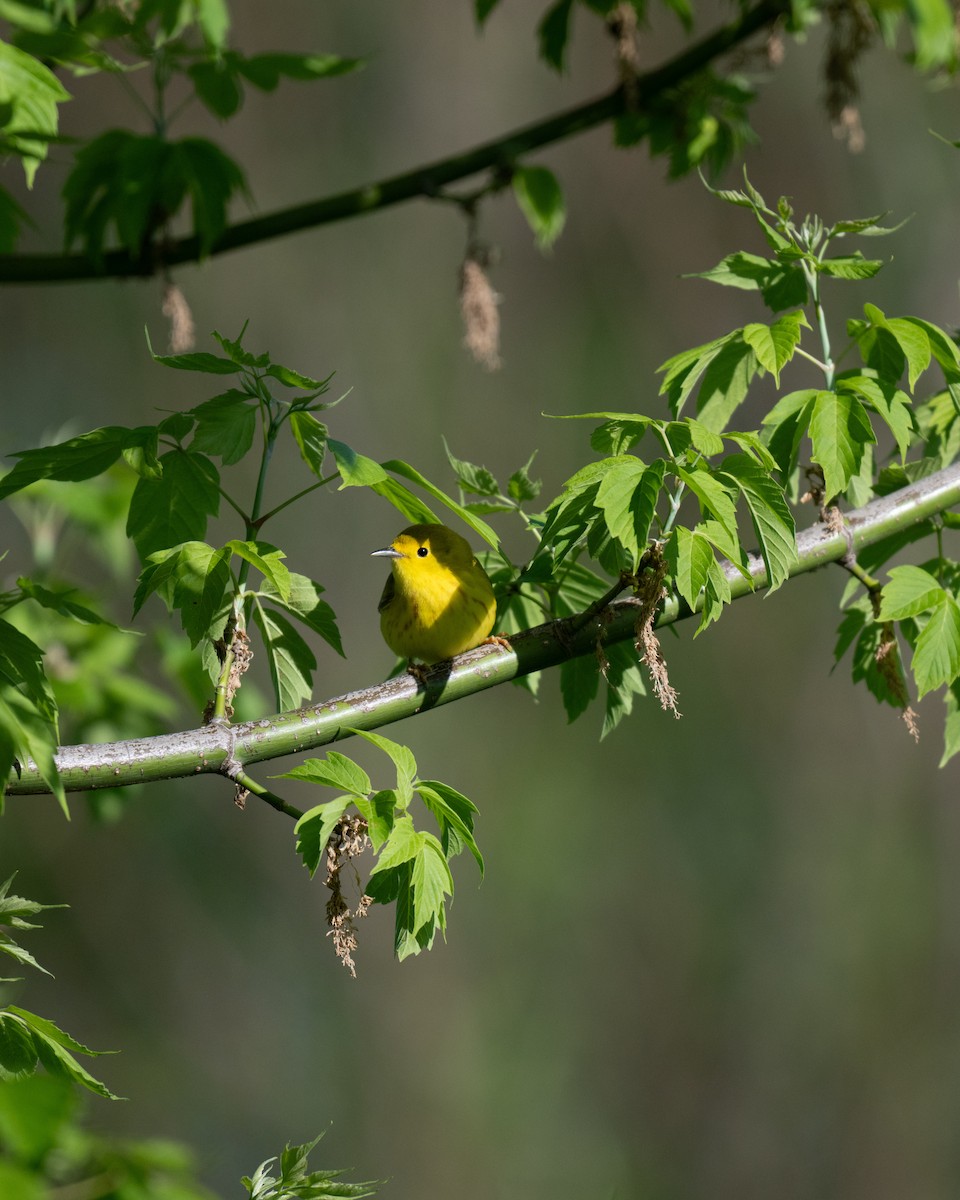 Yellow Warbler - Miguel Ruiz