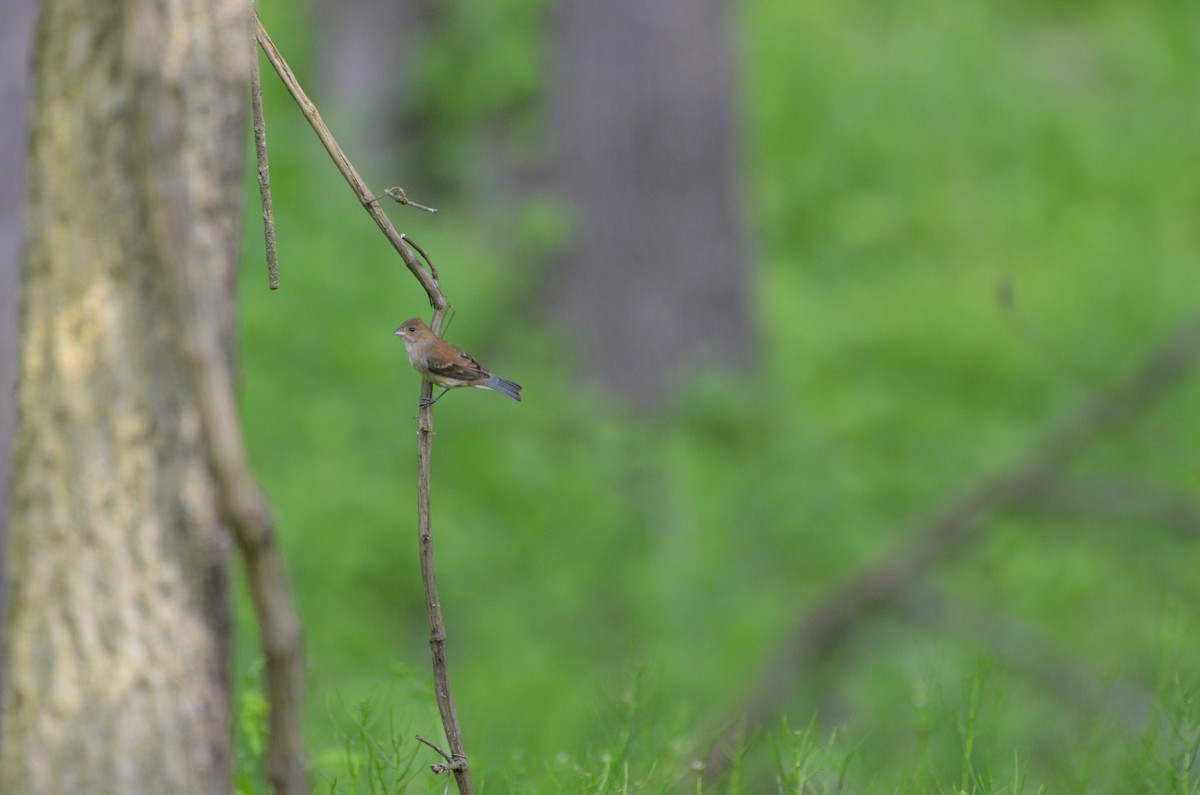 Indigo Bunting - Harrison Taylor