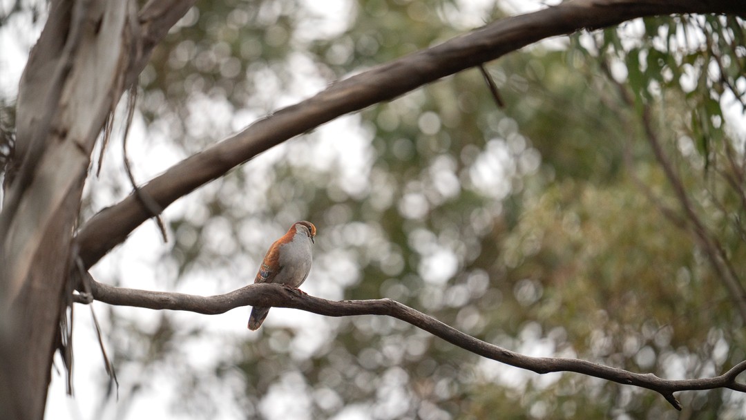 Brush Bronzewing - ML618844783