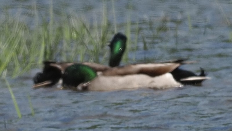 Mallard - ML618844785