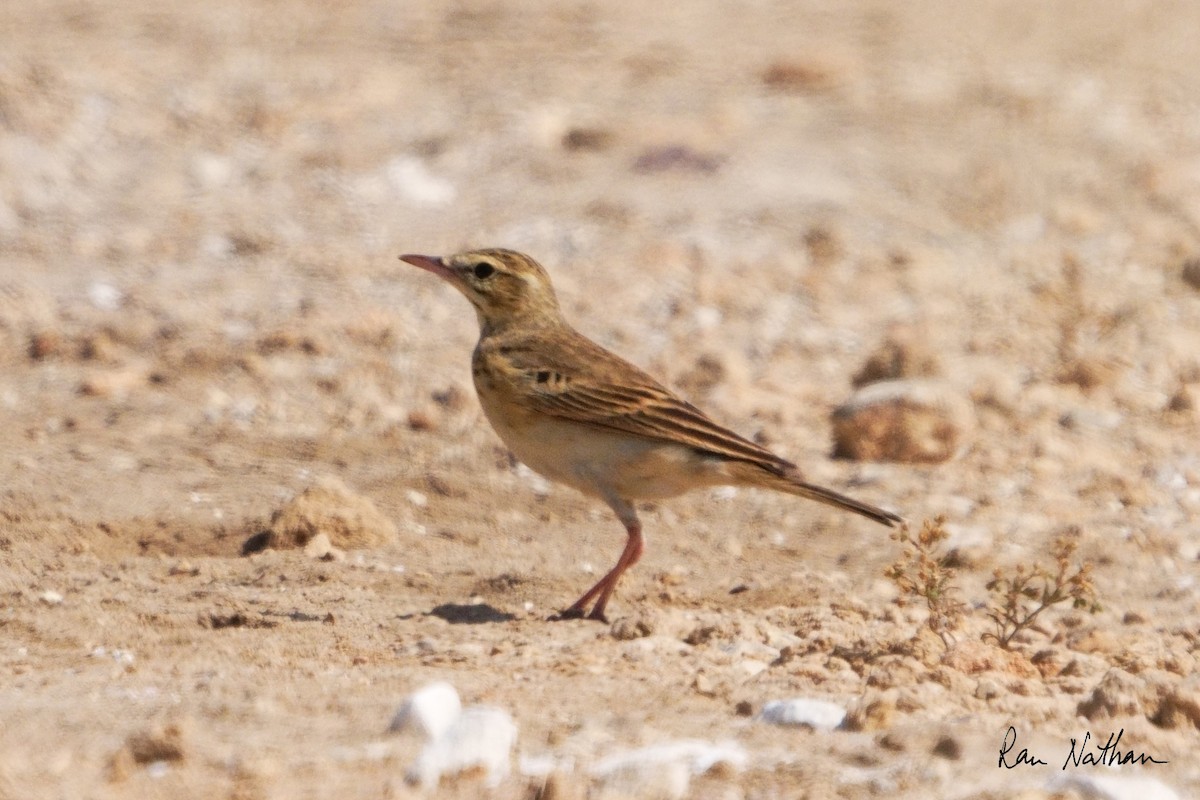 Tawny Pipit - Ran Nathan