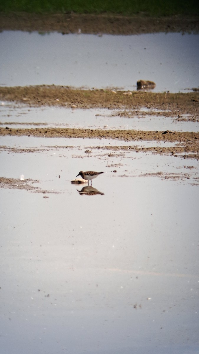 Temminck's Stint - Aleš Tichý