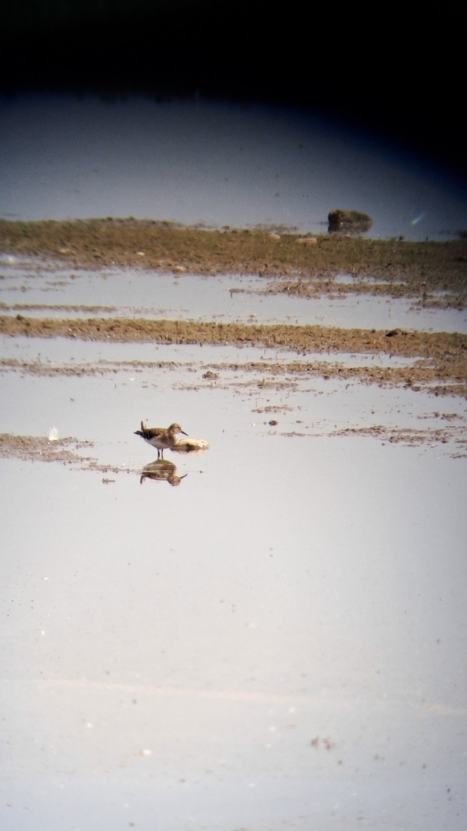 Temminck's Stint - Aleš Tichý