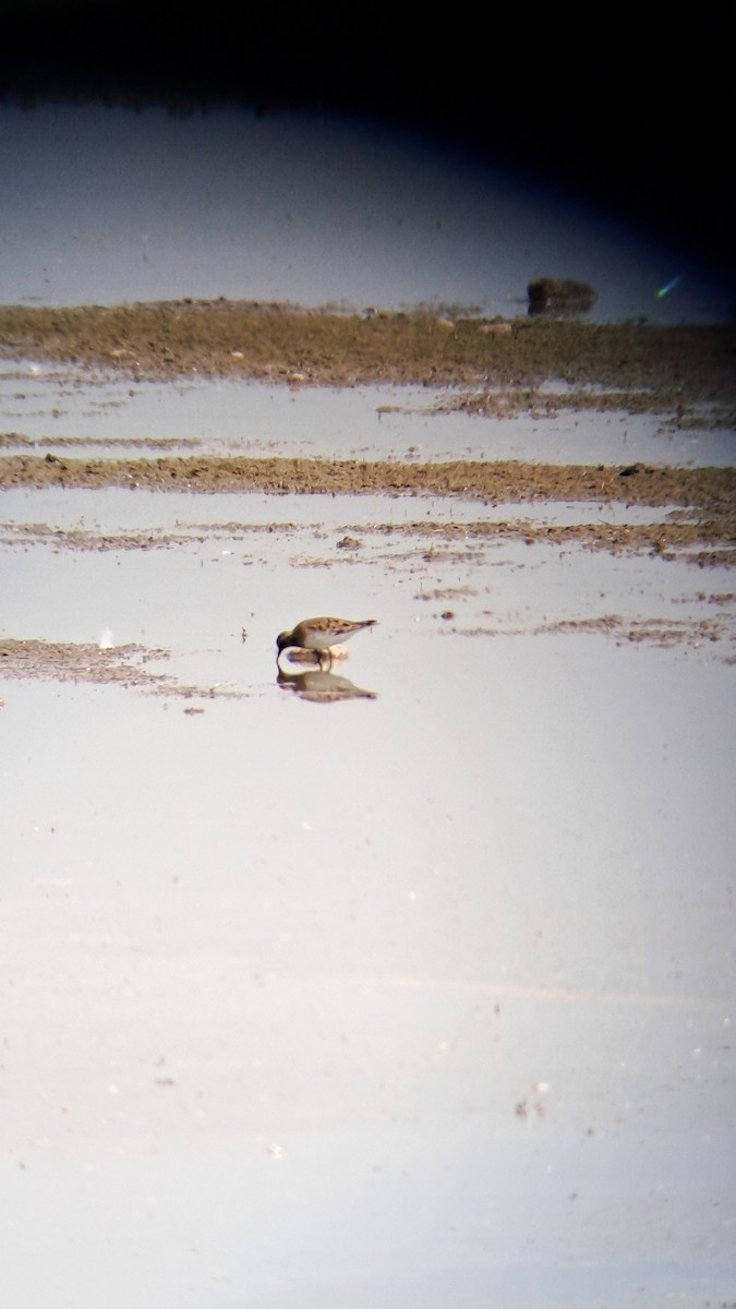 Temminck's Stint - Aleš Tichý