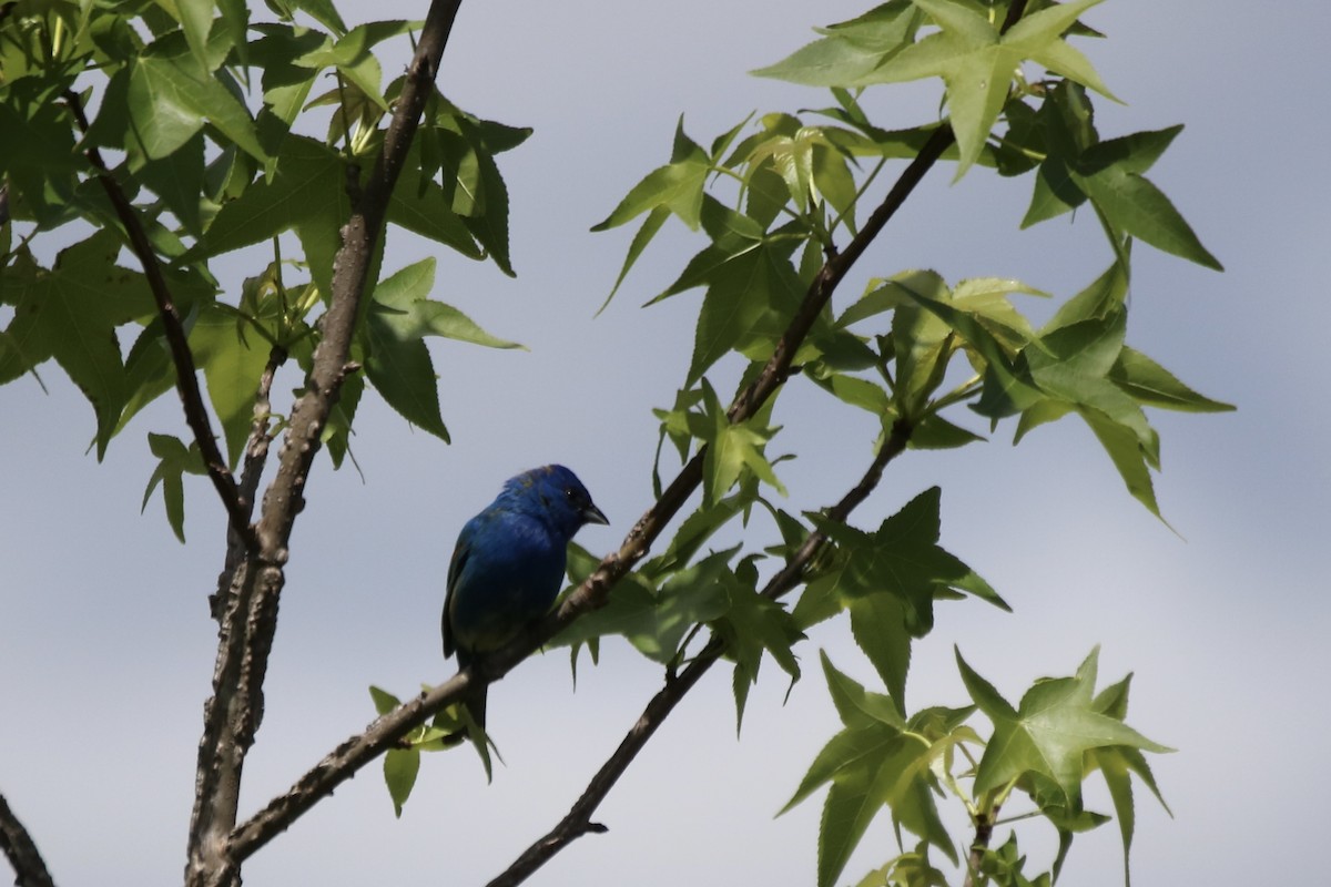 Indigo Bunting - Kelly Krechmer