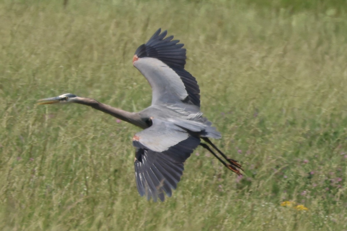 Great Blue Heron - Duane Yarbrough