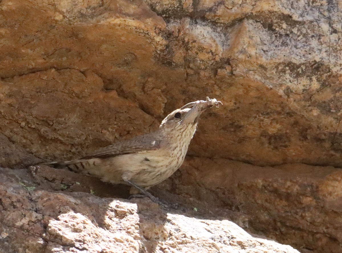 Rock Wren - Greg Prelich