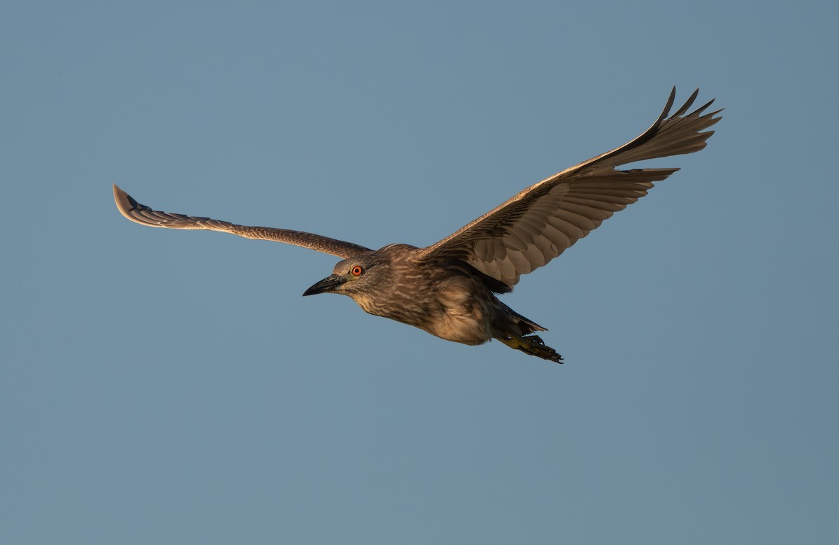 Black-crowned Night Heron - Joshua Greenfield