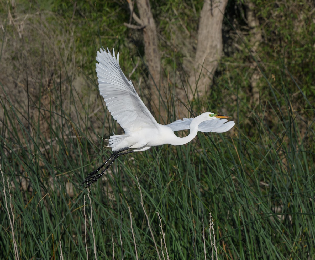 Great Egret - Joshua Greenfield