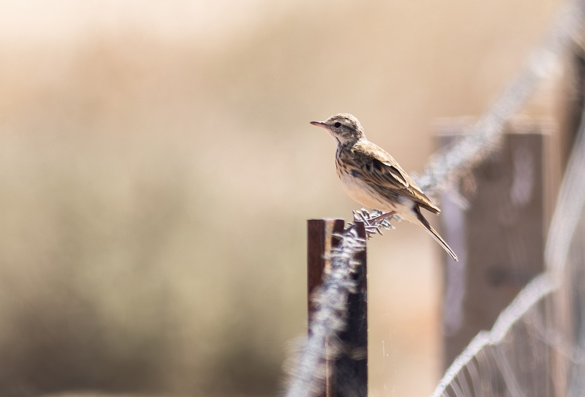 Australian Pipit - Pedro Nicolau