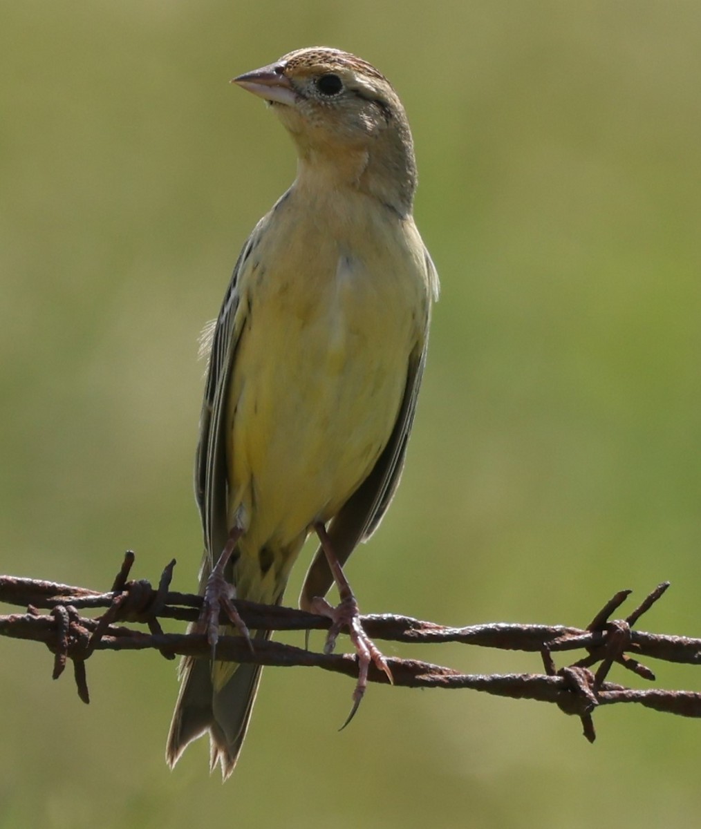 Bobolink - Duane Yarbrough