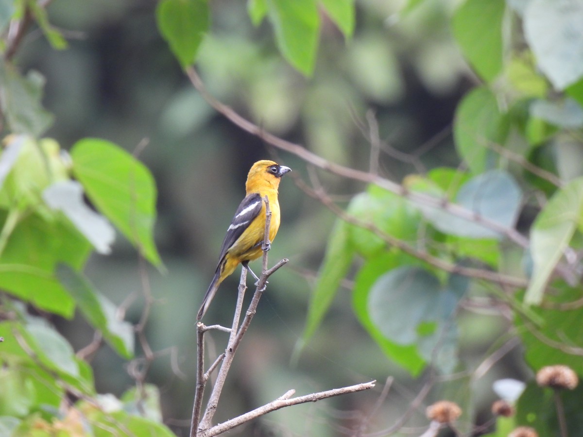 White-winged Tanager - María Eugenia Paredes Sánchez