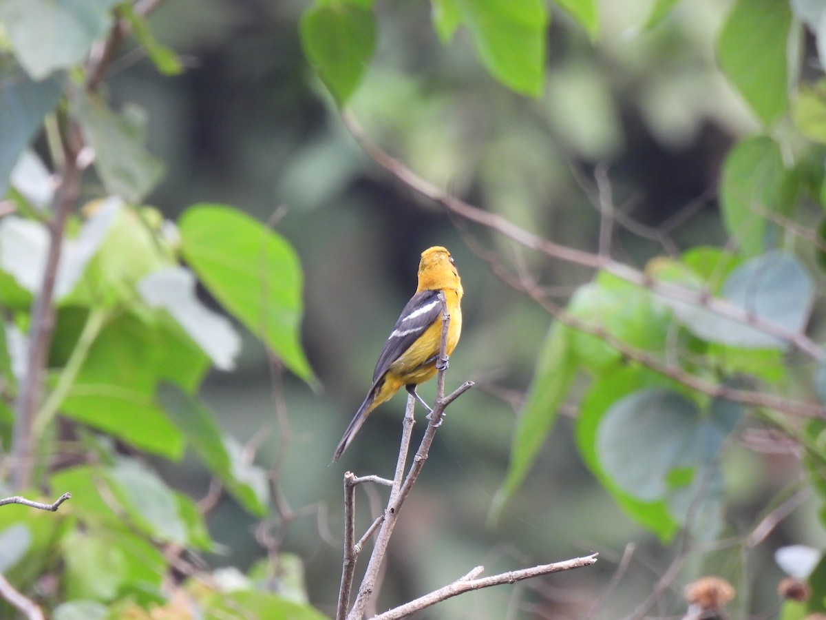 White-winged Tanager - María Eugenia Paredes Sánchez