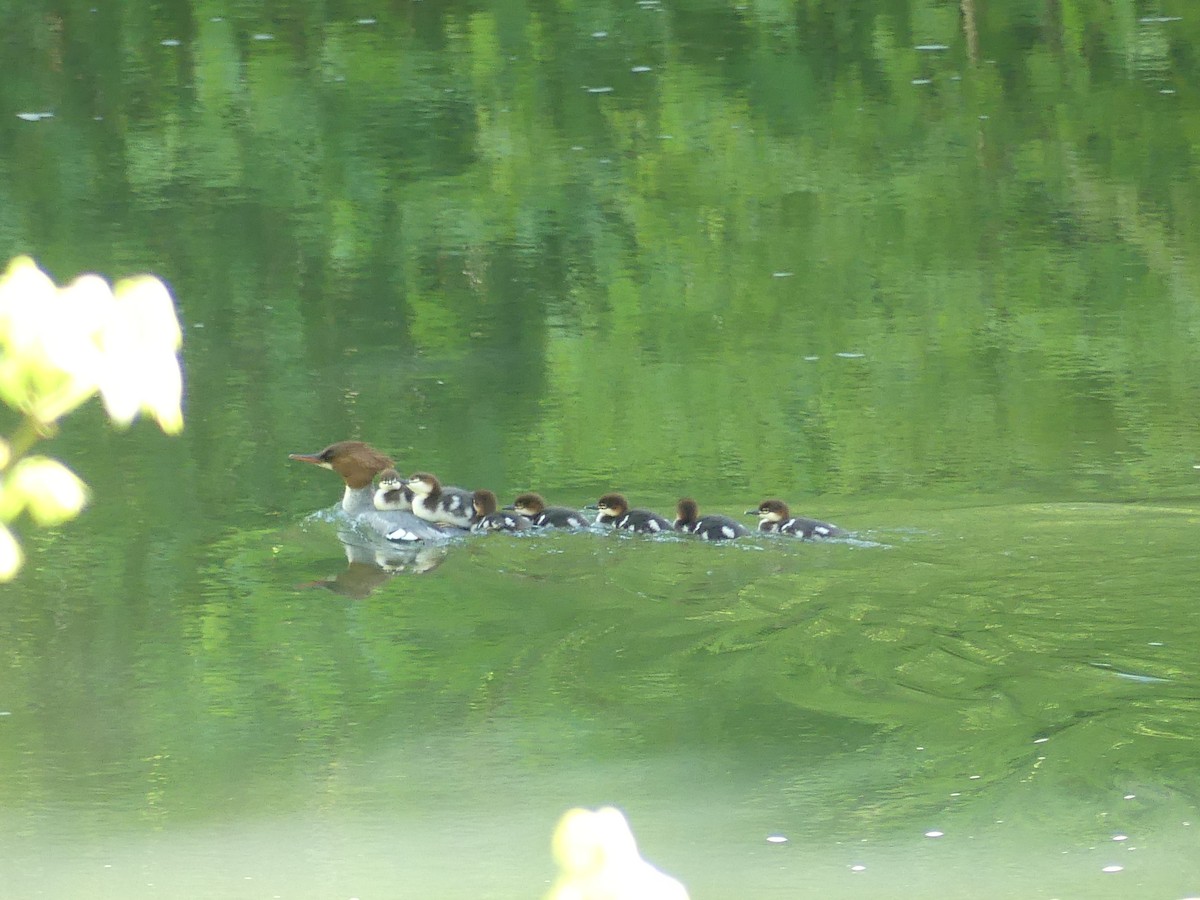 Common Merganser - Linda Croskey