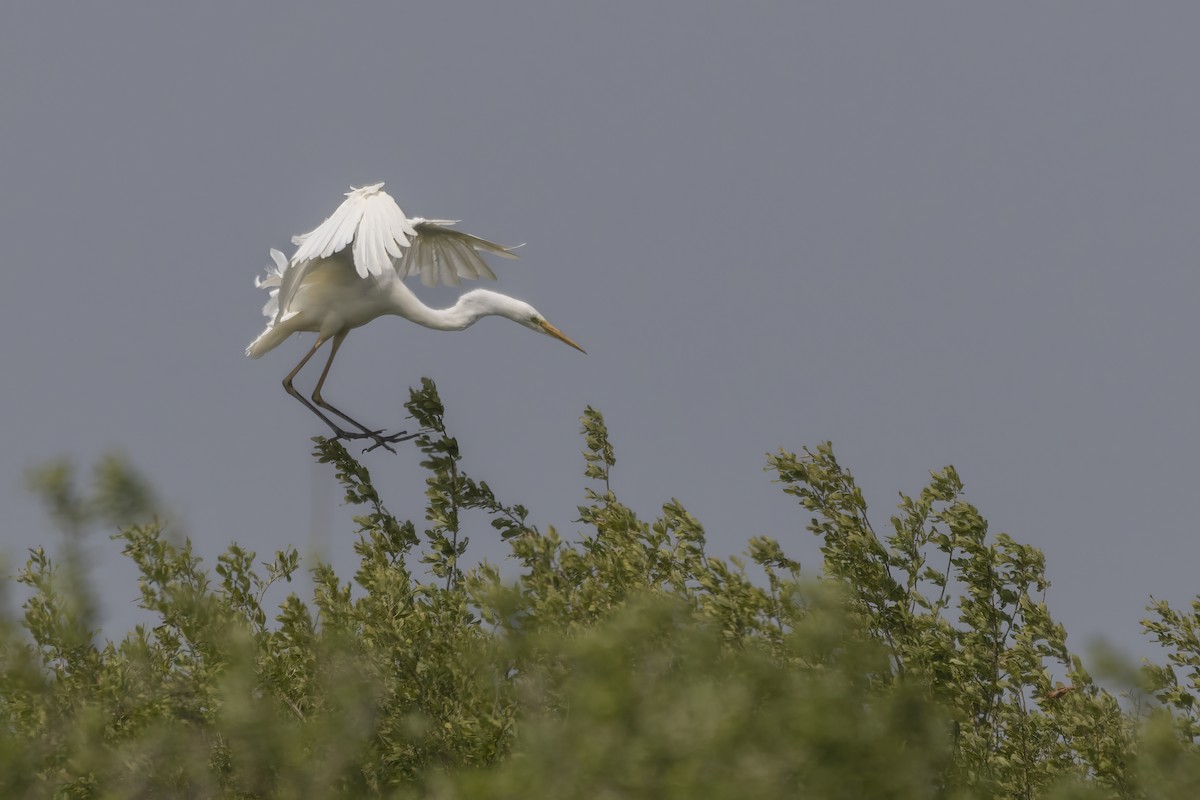 Great Egret - Shifaan Thowfeequ