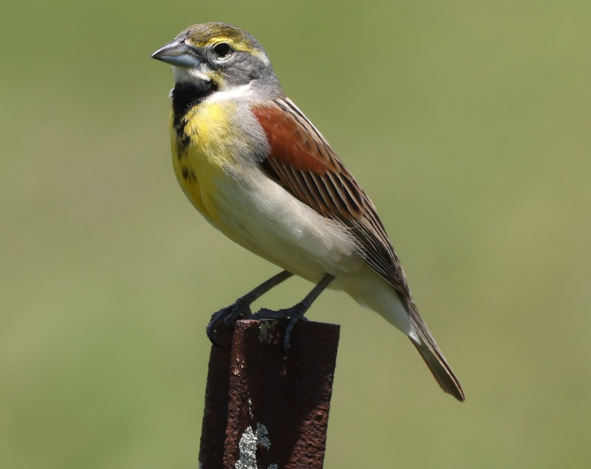 Dickcissel - Duane Yarbrough