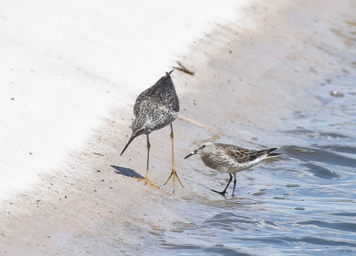 White-rumped Sandpiper - Steven Mlodinow