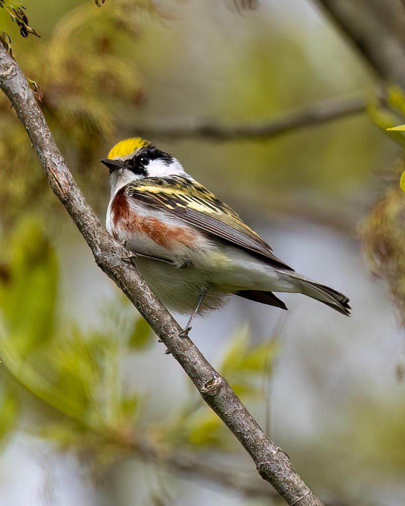 Chestnut-sided Warbler - Bruce White