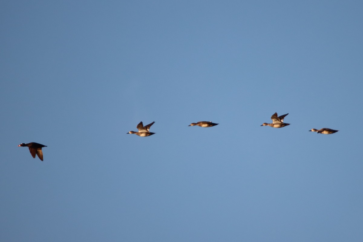 Gadwall - Daniel Donnecke