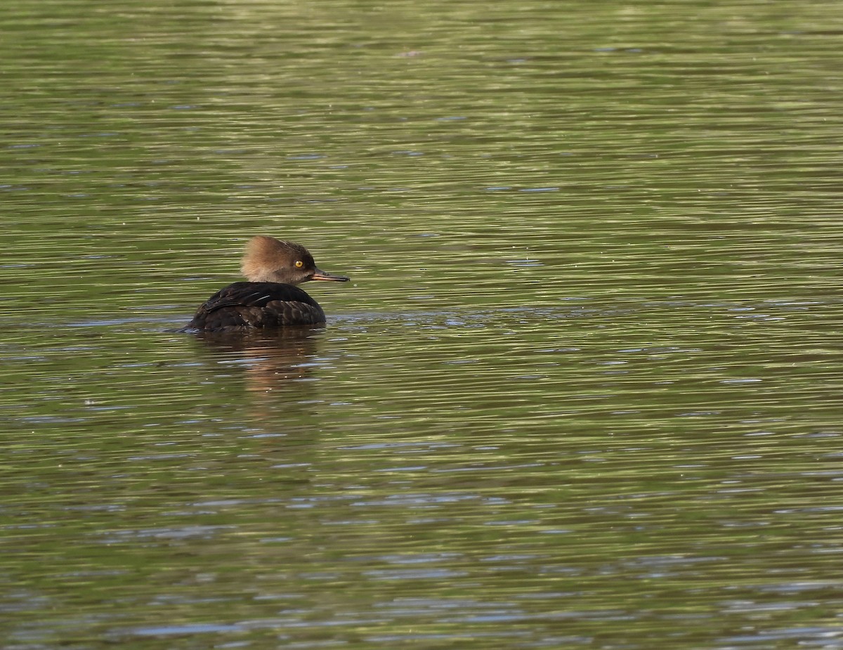 Hooded Merganser - William McClellan