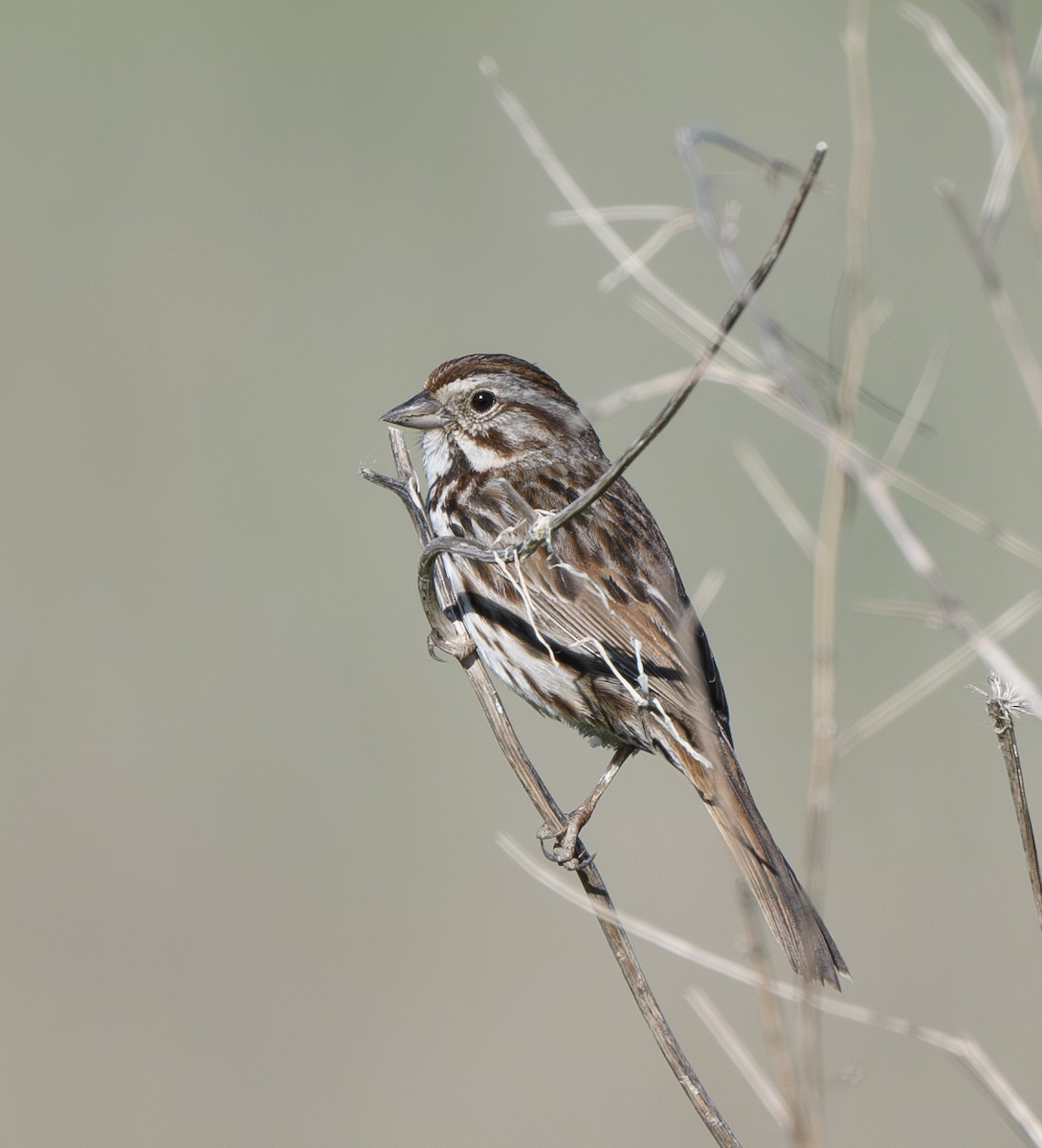 Song Sparrow - Joshua Greenfield